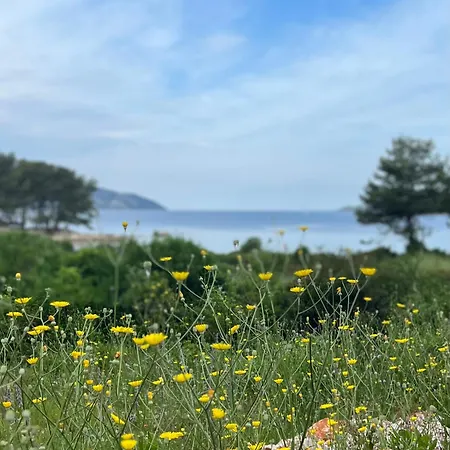 Pinus Orman Evi Stari Grad (Hvar)