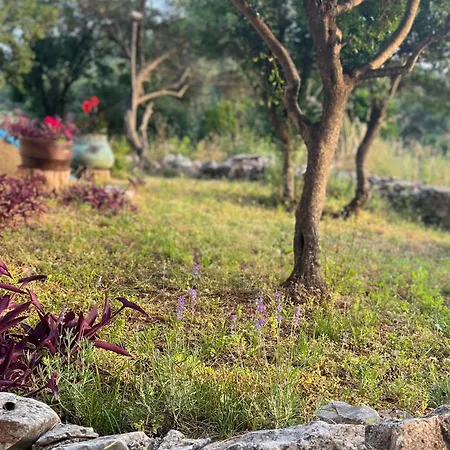 Orman Evi Pinus Stari Grad (Hvar)