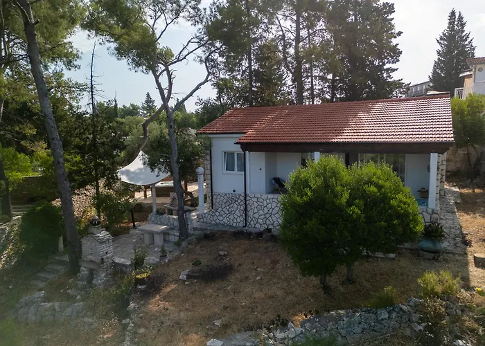 Pinus * 스타리 그라드